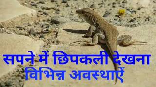 sapne me chipkali dekhnaसपने में छिपकली देखना।विभिन्न अवस्थाऐं।lizards in dreams [upl. by Neehar]