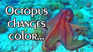 OCTOPUS Camouflage  Changes color texture and shape [upl. by Kimble]