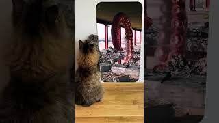 Cat reaction to😱🕷️😲octopus destruction [upl. by Ellimak]