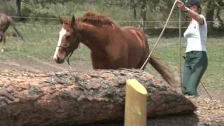 Colorado Parelli Center Liberty amp Horse Behavior May 2008 [upl. by Assilim889]