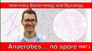 Nonspore Forming Anaerobes Part 1  Veterinary Bacteriology and Mycology [upl. by Adnilec]