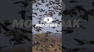 Specklebelly Arrive  Mossy Oak Moments [upl. by Irehj]