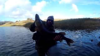 Bosherston 06112016 Big pike with underwater release [upl. by Yanad]