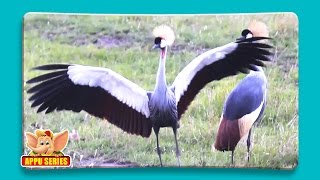 Black Crowned Crane  Fun Facts [upl. by Attolrac]