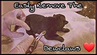 Removing A Pups Dewclaws 101  No Blood and Pain Free Dewclaw removal  Ayers Legends [upl. by Heaps743]