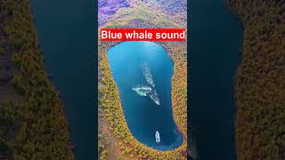 The sound of the blue whale soundsscary 😯😯😯😯😯 [upl. by Eladnyl825]