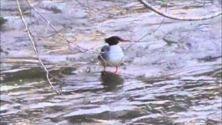 female common merganser duck diving in the Coquitlam river [upl. by Adihsaar300]