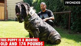 The Largest Puppy In The World The American Molossus [upl. by Llertram]