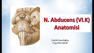 Nervus Abducens  Neuroanatomy  Nöroanatomi Konu Anlatımı 20 [upl. by Charita]