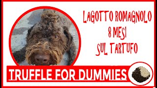 LAGOTTO ROMAGNOLO 8 mesi sui tartufi SCORZONE [upl. by Elenaj]