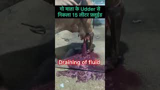 Mastitis l dr Umar khan [upl. by Eadahs]