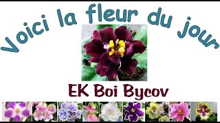 EK Boi Bykov La fleur du jour de ma collection de plantes violettes africaines [upl. by Noet]