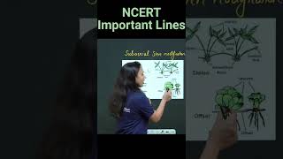 Subaerial Modifications Of Stem  Stolon Sucker Runner Offset  NCERT Important Lines  neet2025 [upl. by Rowney]