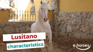 Lusitano horse  characteristics origin amp disciplines [upl. by Neukam]