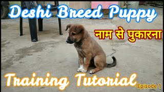 Deshi Breed puppy Training1देशी कुत्ते के बच्चे को कैसे सिखाएं puppy training indian dogstreet [upl. by Lew142]