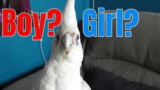 Is Ella the Corella a Sheila or a Fella [upl. by Oneil]