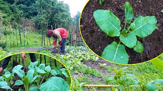 Adhiraj working in farm II Life in Himalaya NepalManjitamrnati [upl. by Ahsirat]