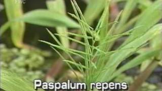 water paspalum Paspalum repens syn P fluitans [upl. by Liponis]