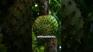 Guanabana is good for you guanabana soursop graviola fruit cancer health antioxidants [upl. by Odine]