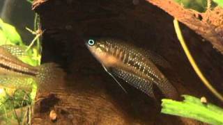 Trichopsis schalleri Schallers Croaking Gourami breeding behaviour [upl. by Ernald]