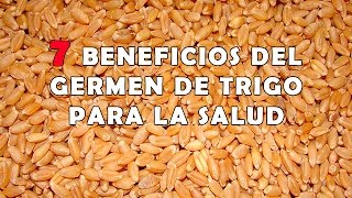 7 Beneficios del Germen de Trigo  Propiedades del Germen de Trigo para la Salud [upl. by Leopold]