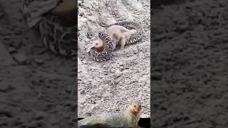 Snake tries to defend itself from Mongoose [upl. by Nahtanod]