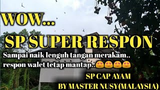 SUARA PANGGIL WALET GRATIS YANG SUPER RESPONSP CAP AYAM BY MASTER NUSYMALAYSIA [upl. by Kire]