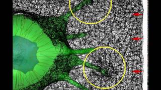 Mechanical interactions between filopodia and ECM fibers [upl. by Kingston]