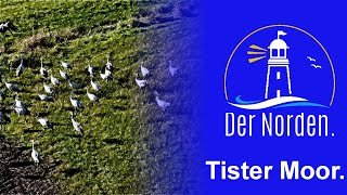 🔴 Tister Moor [upl. by Nairot]