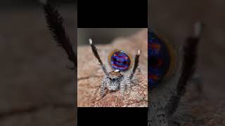 A Deslumbrante Aranha Pavão Maratus speciosus aranhas aranha Maratus speciosus [upl. by Akitahs]