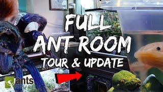 Full 2019 Ant Room Tour amp Update Video Millions of Ants  Other Animals [upl. by Lehsar]