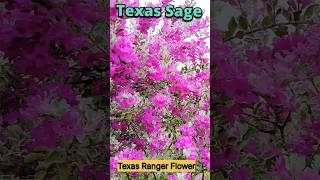 Texas Sage Flower  Texas Ranger Plants  Silver leaves Plants [upl. by Ybur198]