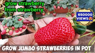 How To Grow HUGE STRAWBERRIES BY SEEDS  In Pot  With Full Updates STEP BY STEP GUIDE [upl. by Brnaba134]