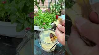 🌿✨ Boost Your Plants with This Homemade Plant Food 🌻🌱 gardeningtips shorts fertilizer [upl. by Engapmahc972]