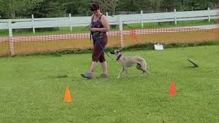 AKC Rally Novice Sign 23  Straight Figure 8 Weave Twice [upl. by Kwang]