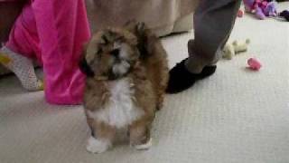 Lhasa Apso Puppy [upl. by Iolande]