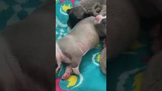 puppies canineworld molosser canis dogbreed presacanario canis shorts canismajor [upl. by Ihtraa]