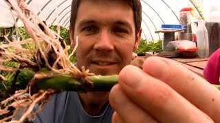 Tips For Extracting Rose Branches With Aloe Vera Growing Roses With Easy Stems [upl. by Dnalor585]