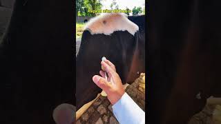 Mastitis treatment  veterinary medicine  veterinary practice  cow disease  cow veterinary video [upl. by Kennet]