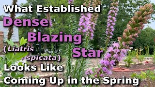 What Established Dense Blazing Star Liatris spicata Looks Like Coming Up in Springtime [upl. by Assenyl]