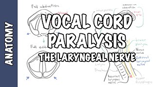 Laryngeal Nerve Palsy or Paralysis Anatomy physiology classification causes pathophysiology [upl. by Kirch]