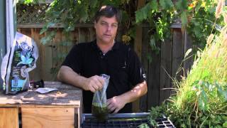 How to Grow Duckweed in Aquaponics  Hydroponic Gardening [upl. by Mettah]