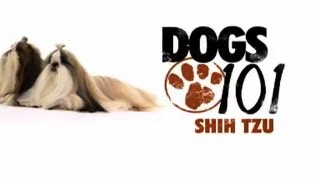 Shih Tzu  Dogs 101 [upl. by Animrelliug]