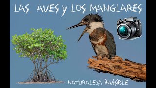 Las Aves y los Manglares de Puerto Rico [upl. by Arraic841]