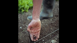 Comment faire un semis en poquet  permaculture [upl. by Nomannic]