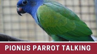 How to Teach a Pionus Parrot to Speak  Pionus parrot talking  pionus parrot care [upl. by Rausch]