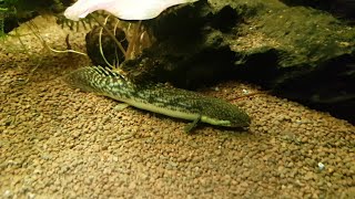 NEW Polypterus palmas ShortfinMarbledGold Dust Bichir [upl. by Yllut]