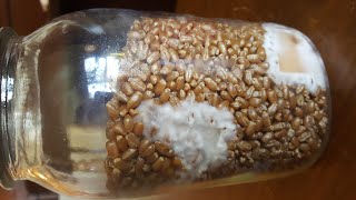 Agar to Grain Inoculation demonstration [upl. by Aitnohs55]