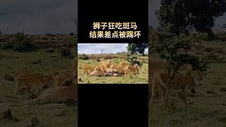 狮子狂吃斑马，差点被踢坏！ 动物 animals 动物解说 [upl. by Nurse28]