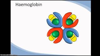 Structure and function of haemoglobin cooperativity [upl. by Elbys312]